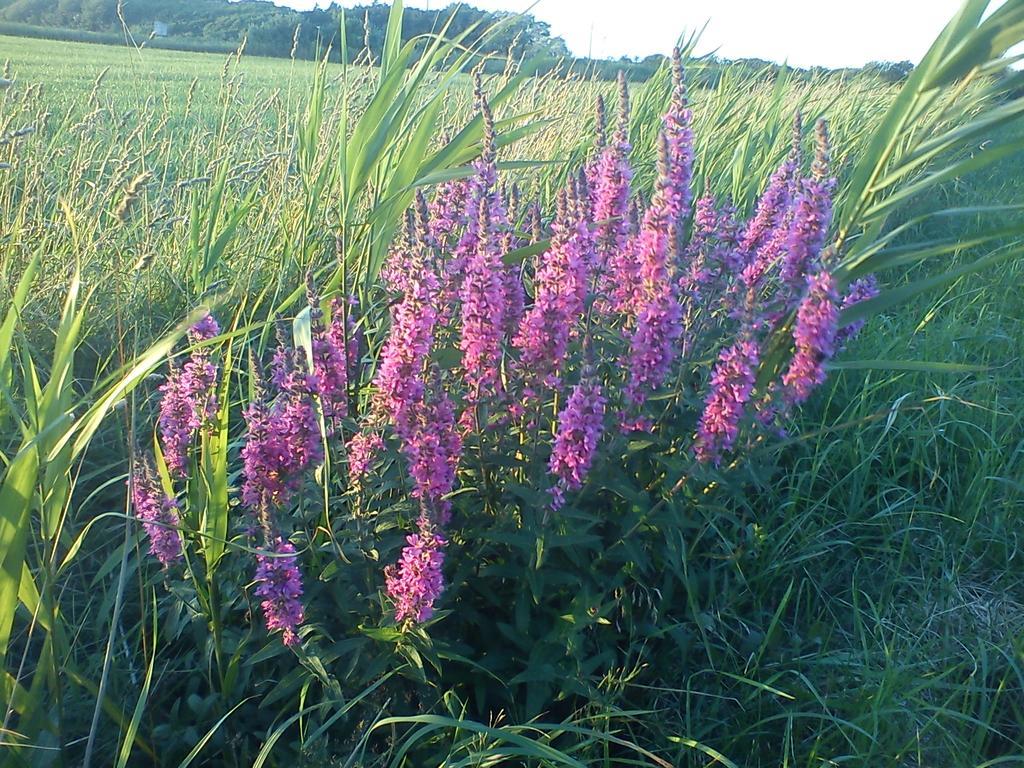 UtersumHaus Am Deich公寓 外观 照片